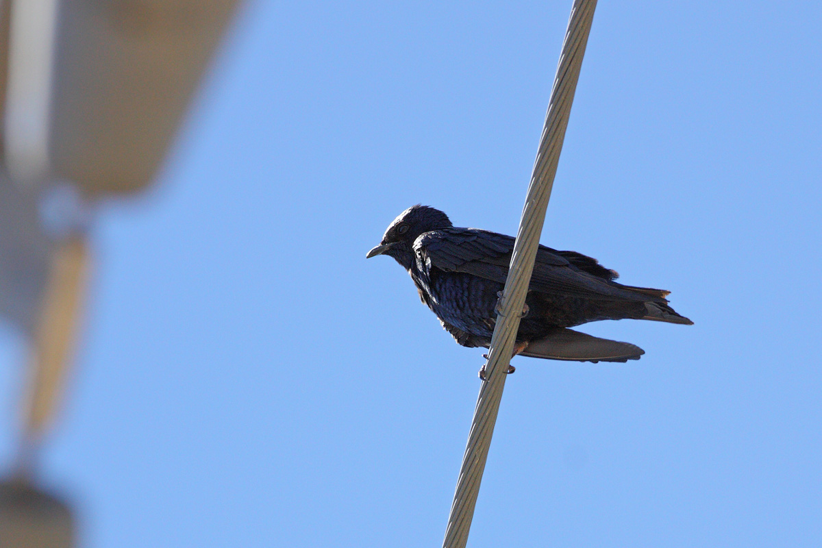 Foto Golondrina Negra