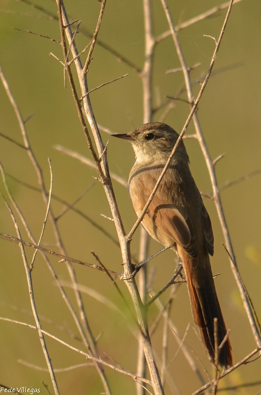Foto Canastero Coludo