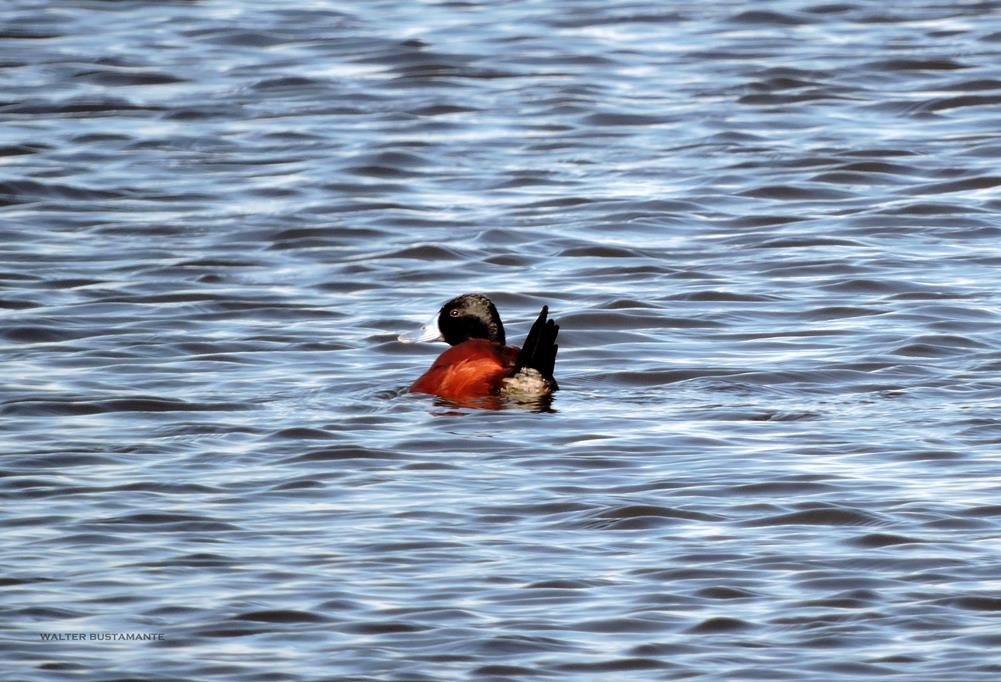 Photo Pato Zambullidor Chico