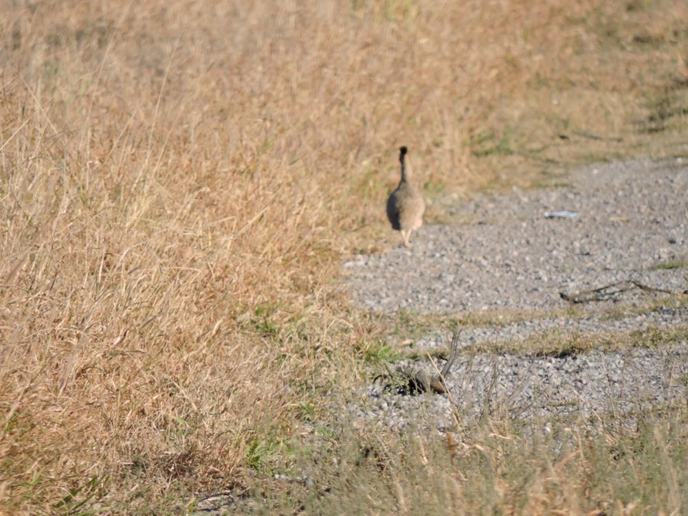 Photo Inambú Montaraz