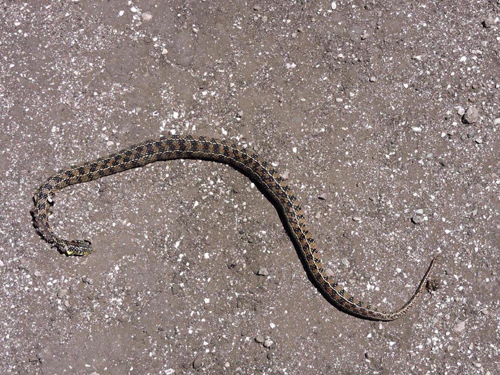 Photo Culebra Listada