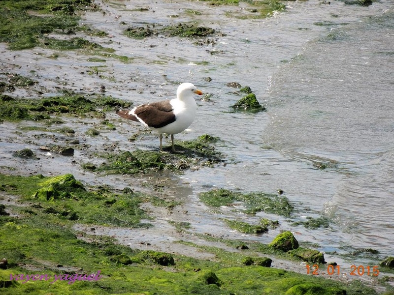 Foto Gaviota Cocinera