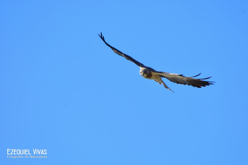 Foto Aguilucho Langostero