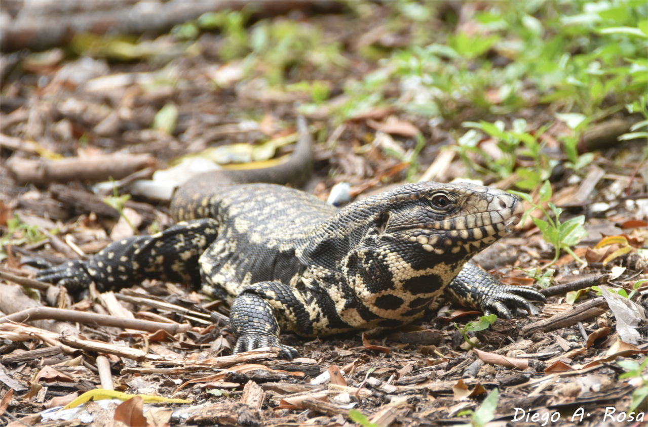 Foto Lagarto Overo