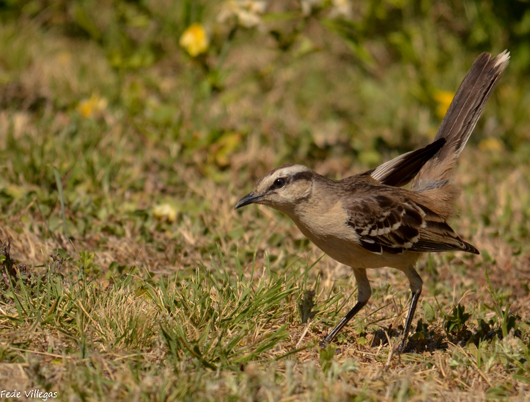 Photo Calandria Grande