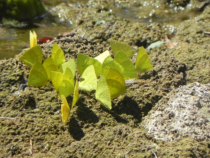 Foto Azufrada Coluda