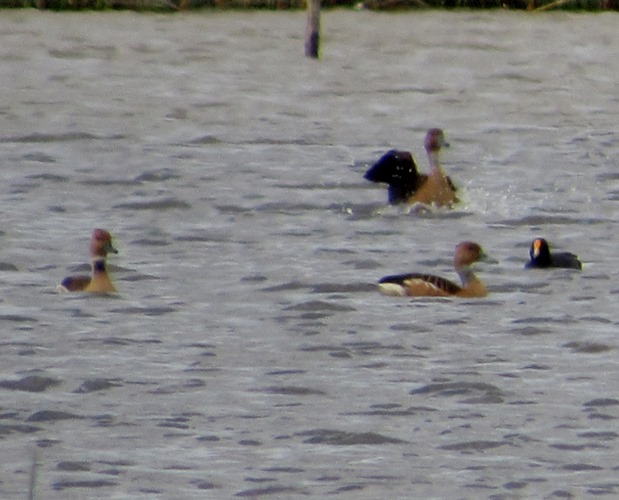 Photo Sirirí Colorado