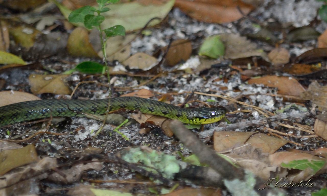 Foto Culebra Verde y Negra