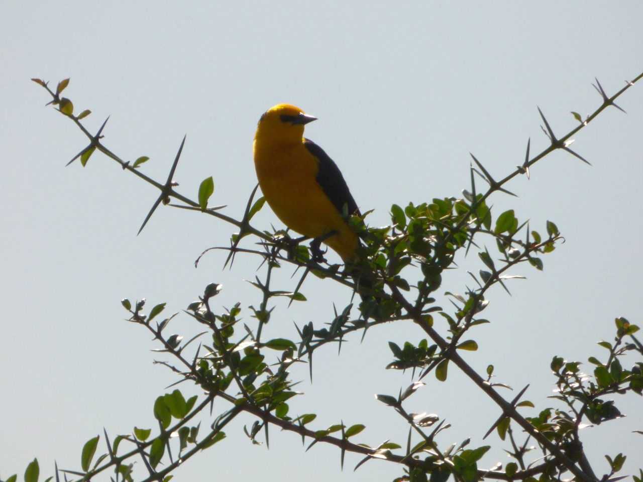Foto Tordo Amarillo