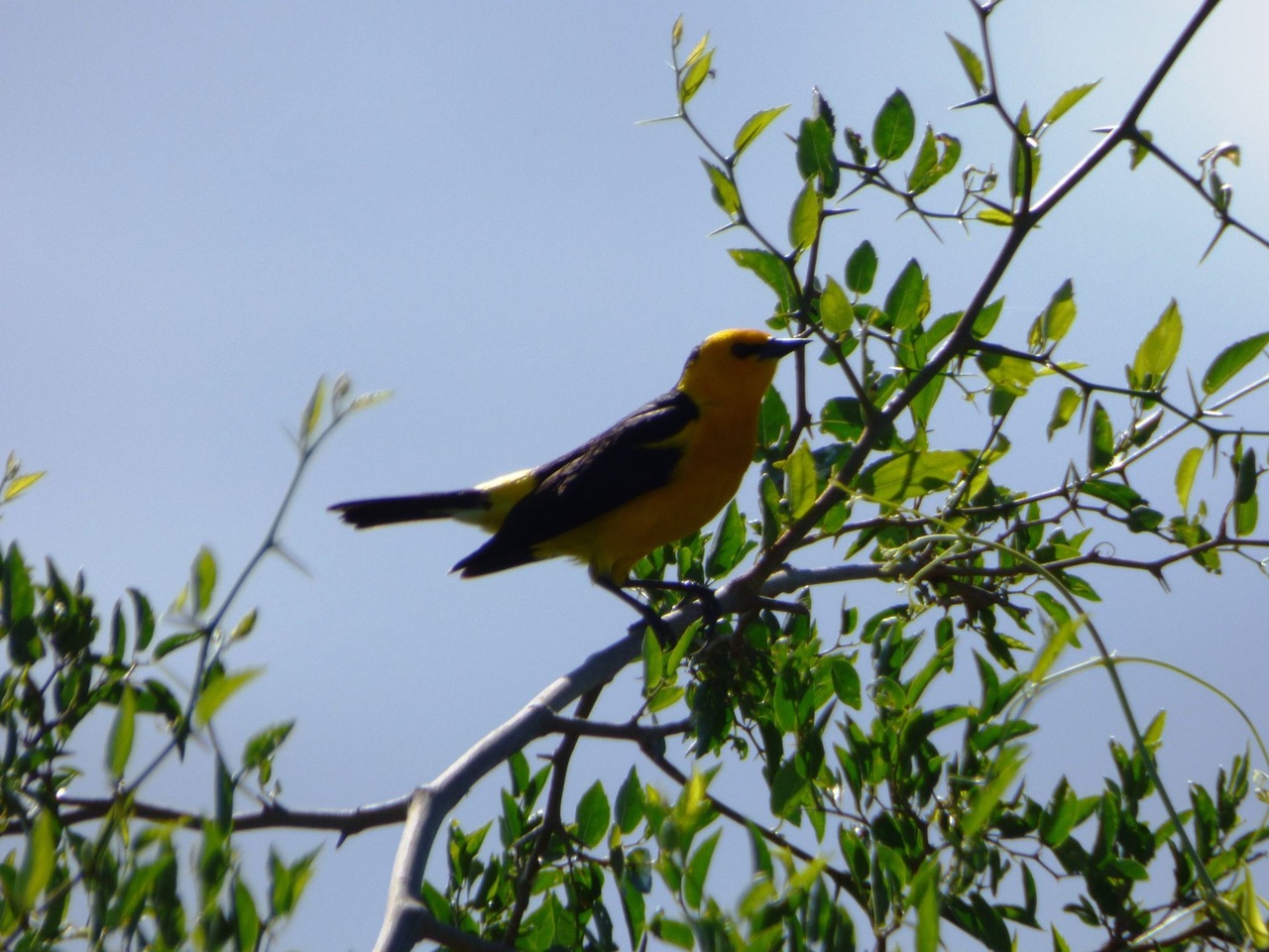 Foto Tordo Amarillo