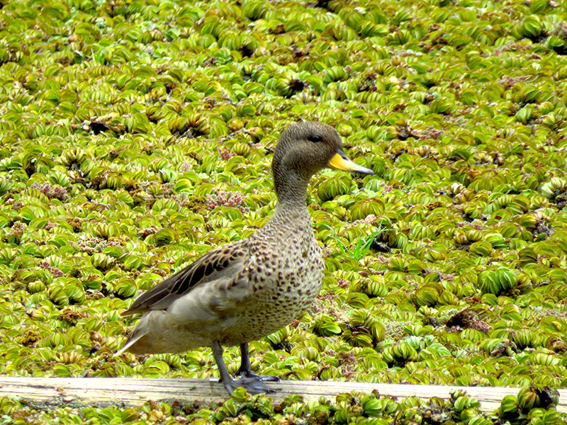 Foto Pato Barcino