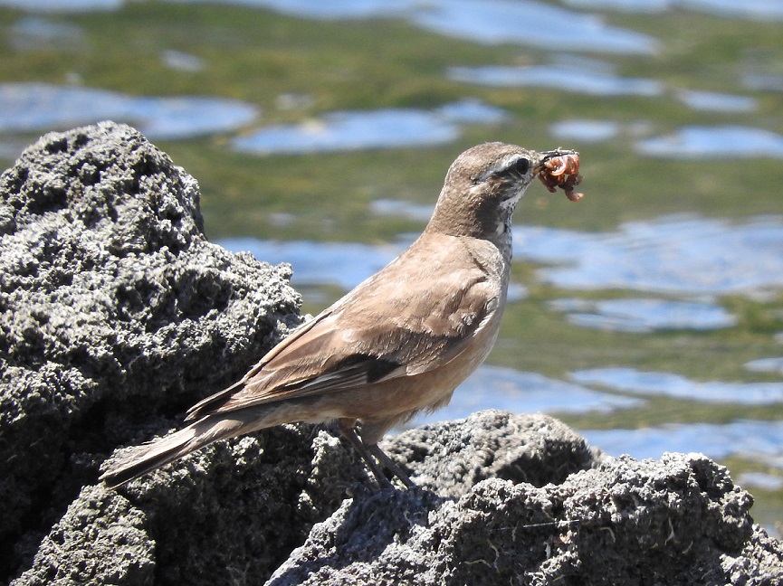 Foto Remolinera Común