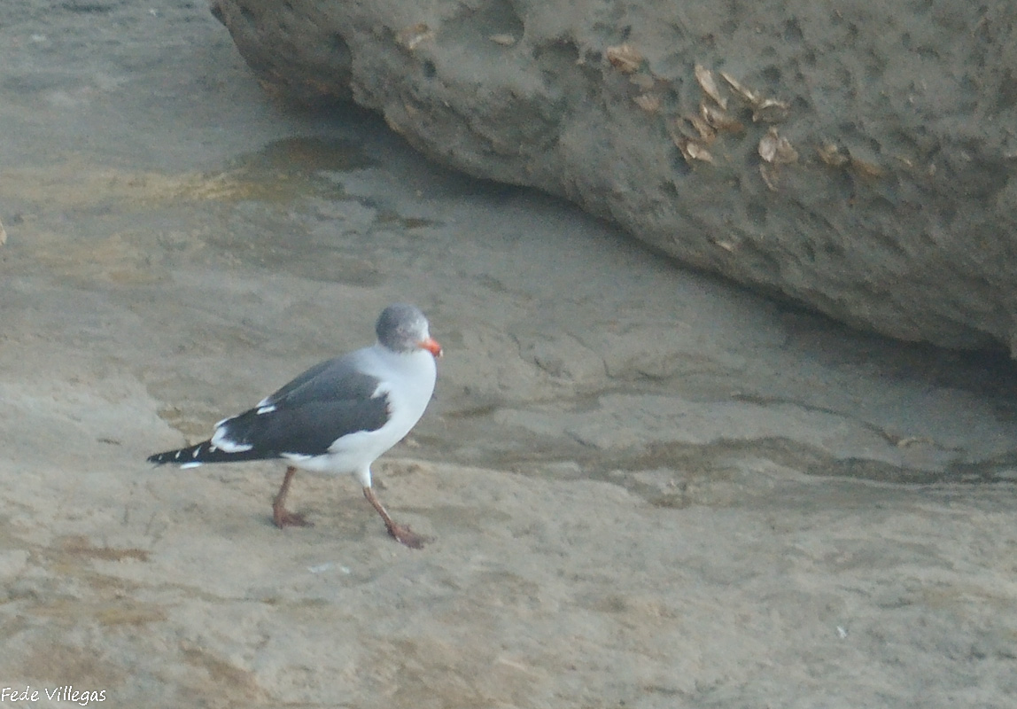 Foto Gaviota Gris