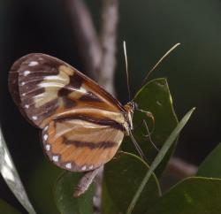 Foto Fuegueña Chica