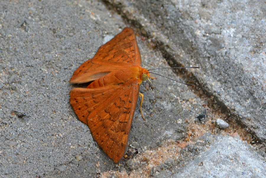 Photo Acróbata Rojiza