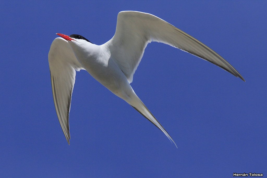 Photo Gaviotín Sudamericano