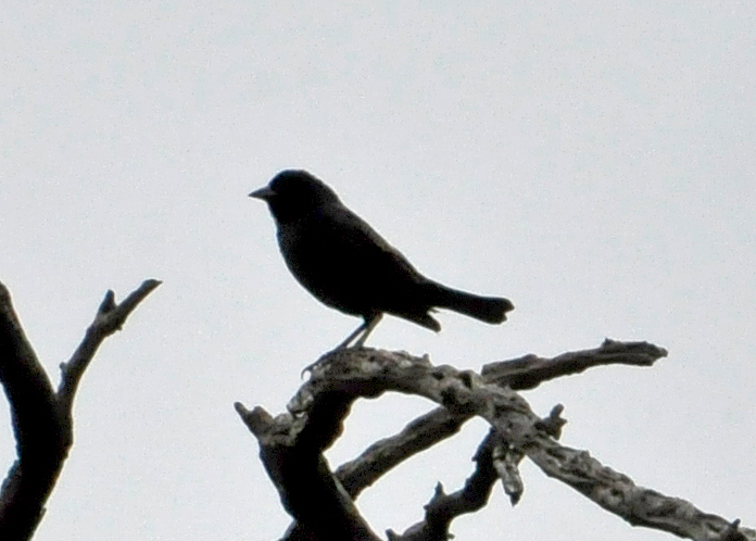Foto Tordo Pico Corto