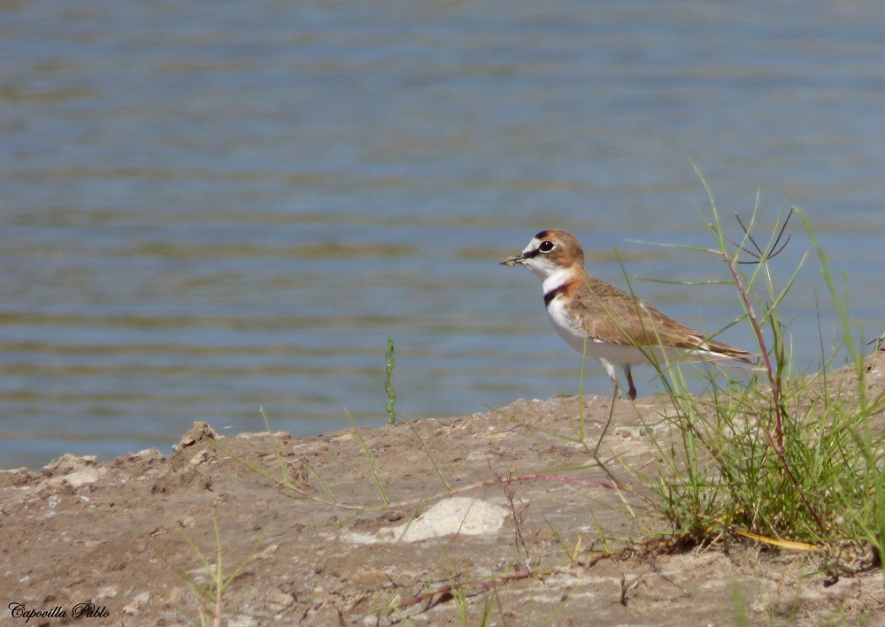 Foto Chorlito de Collar