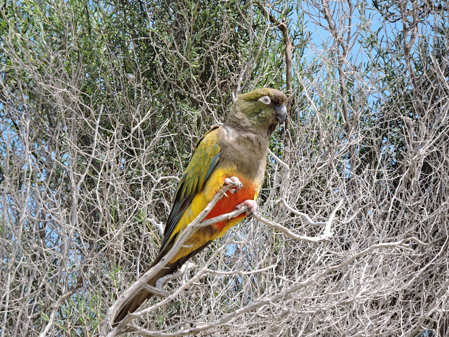 Foto Loro Barranquero
