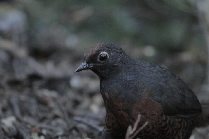 Foto Huet-huet Común