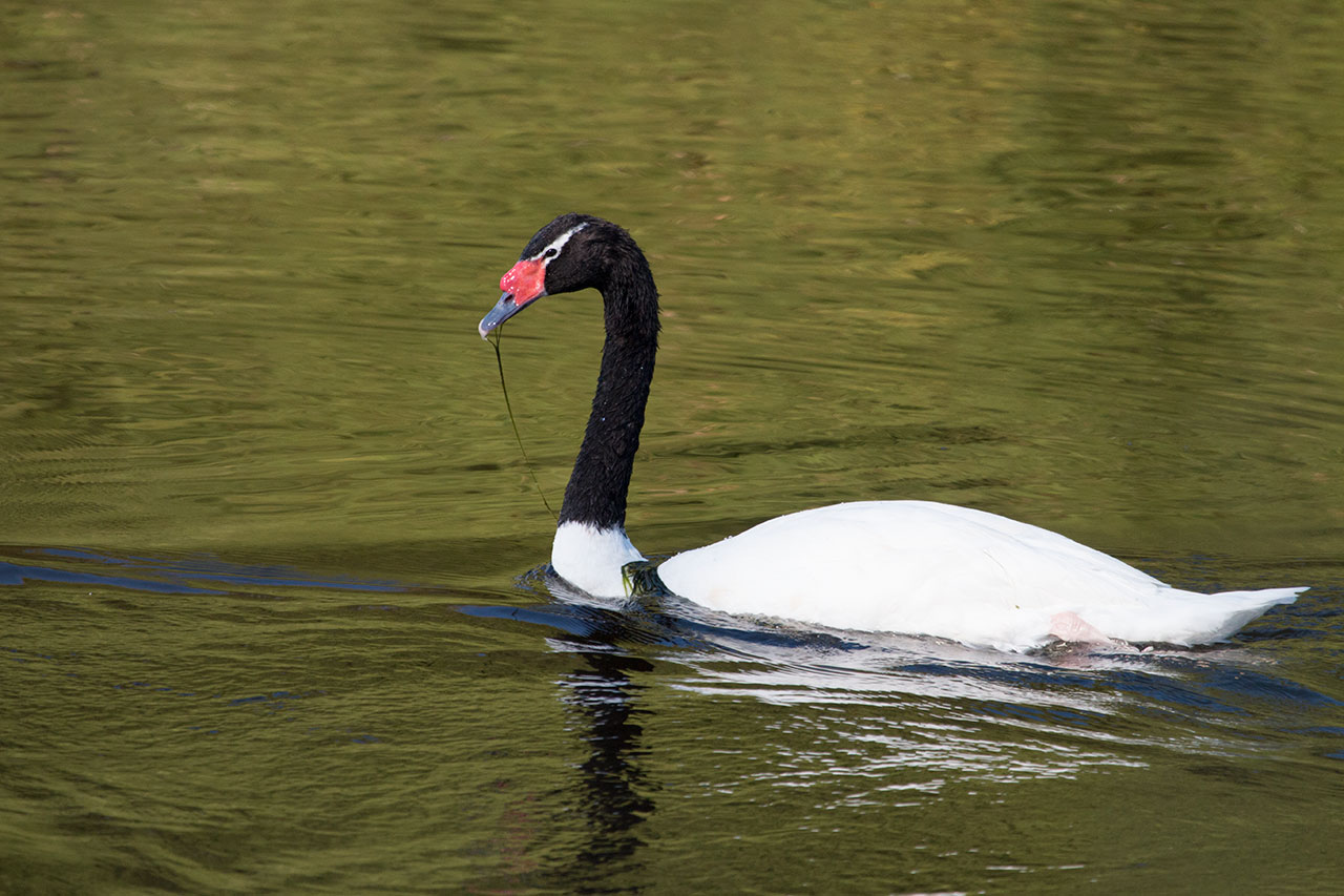Photo Cisne Cuello Negro