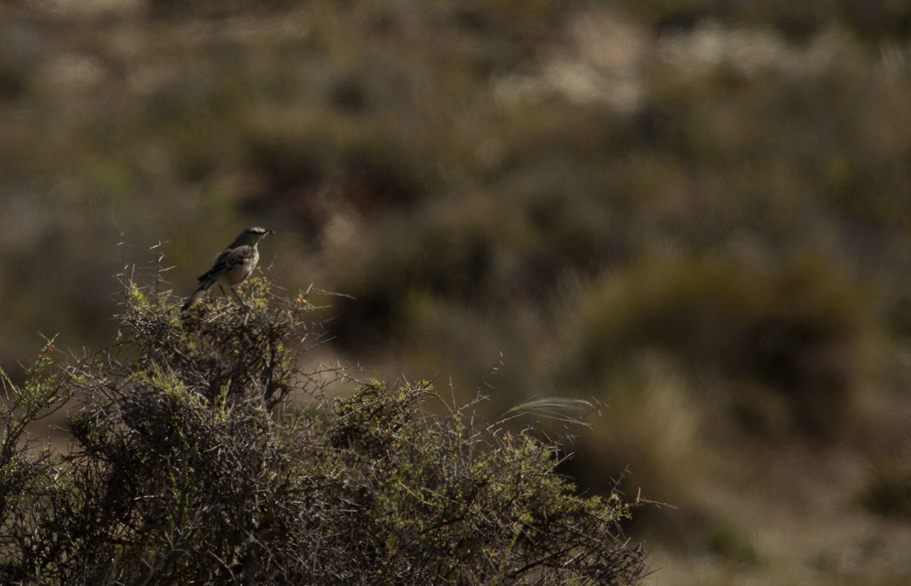 Photo Calandria Mora