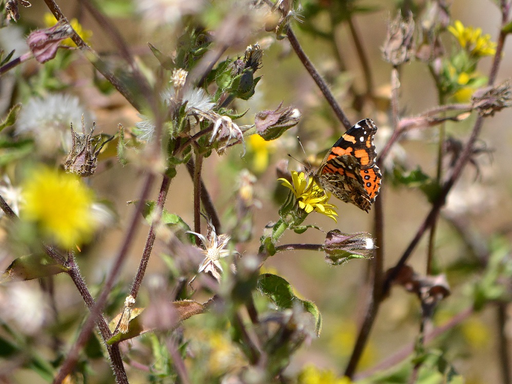 Foto Dama Cuatro Ojos