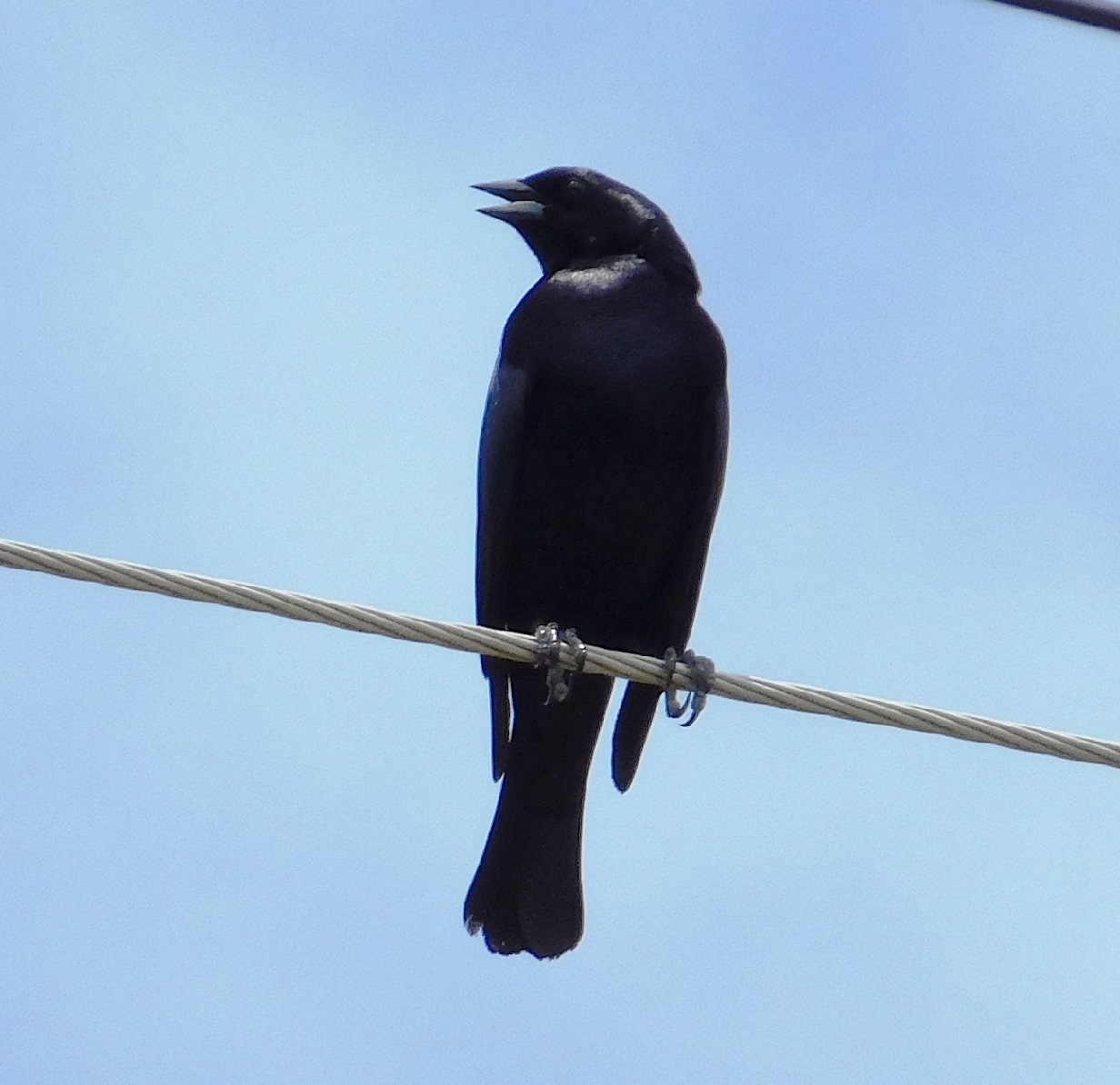 Photo Tordo Renegrido
