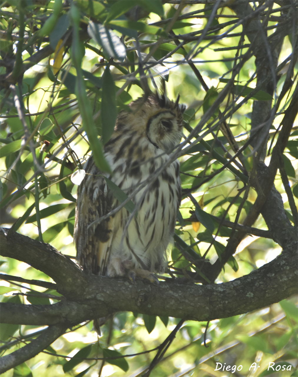 Photo Lechuzón Orejudo