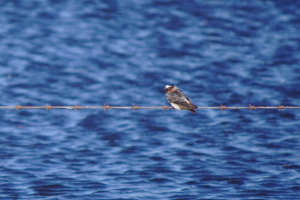 Photo Golondrina Rabadilla Canela