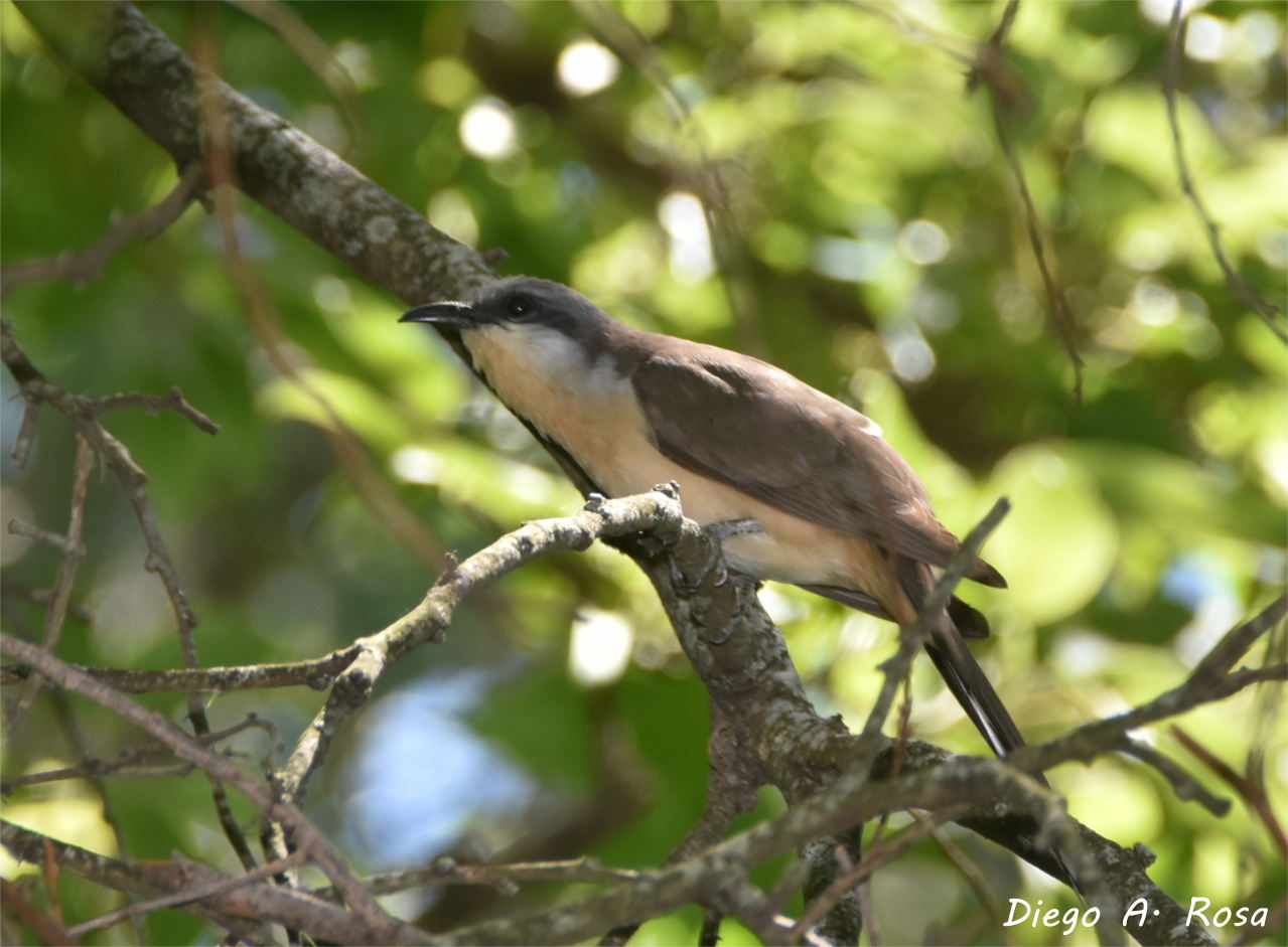 Photo Cuclillo Canela