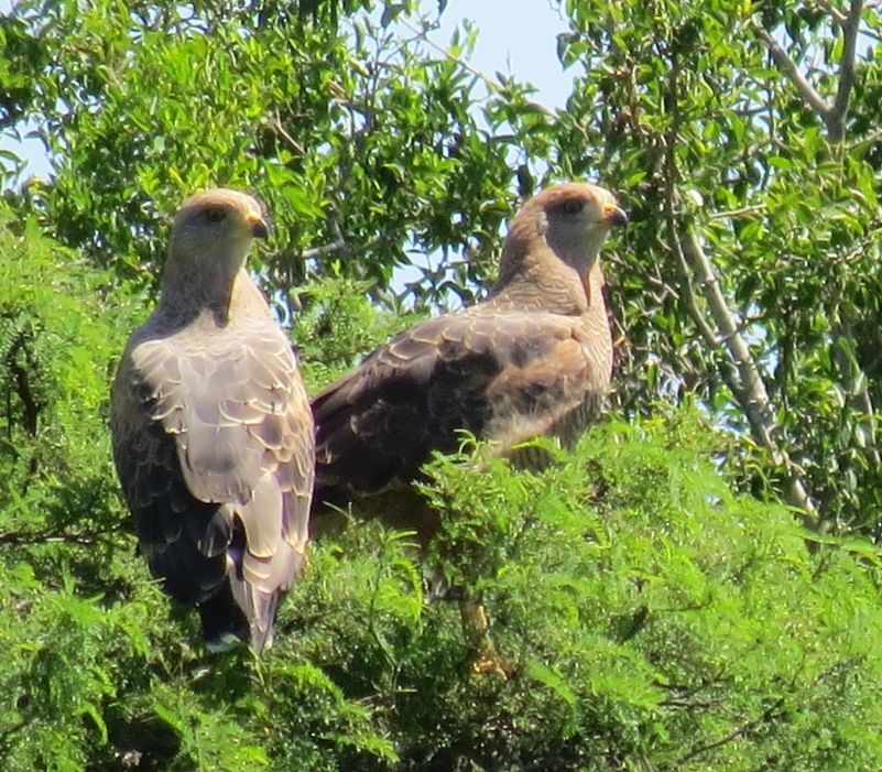 Foto Aguilucho Colorado