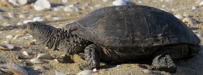 Foto Tortuga de Canaleta Oriental