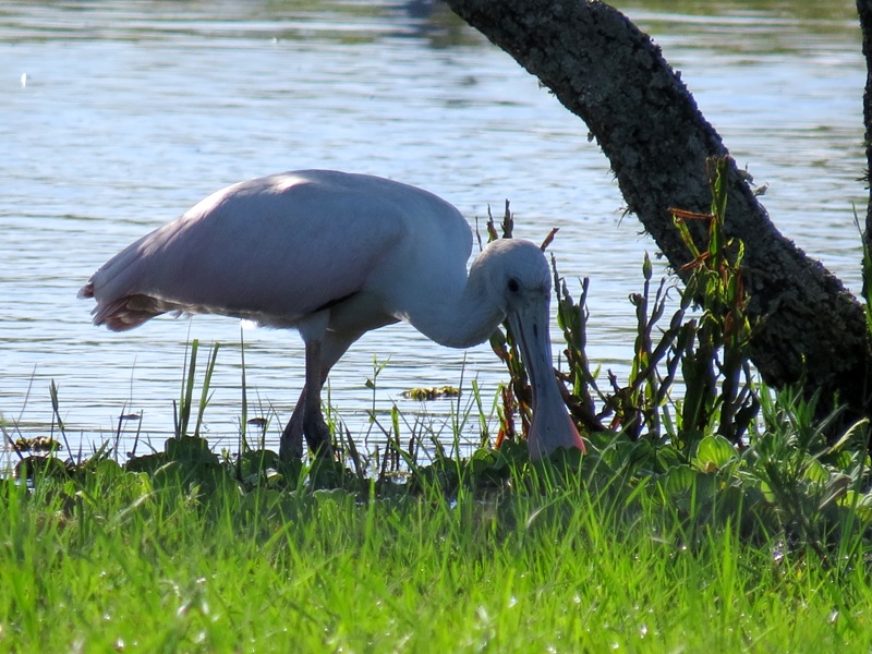 Foto Espátula Rosada