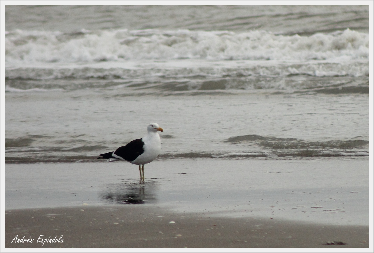 Photo Gaviota Cocinera