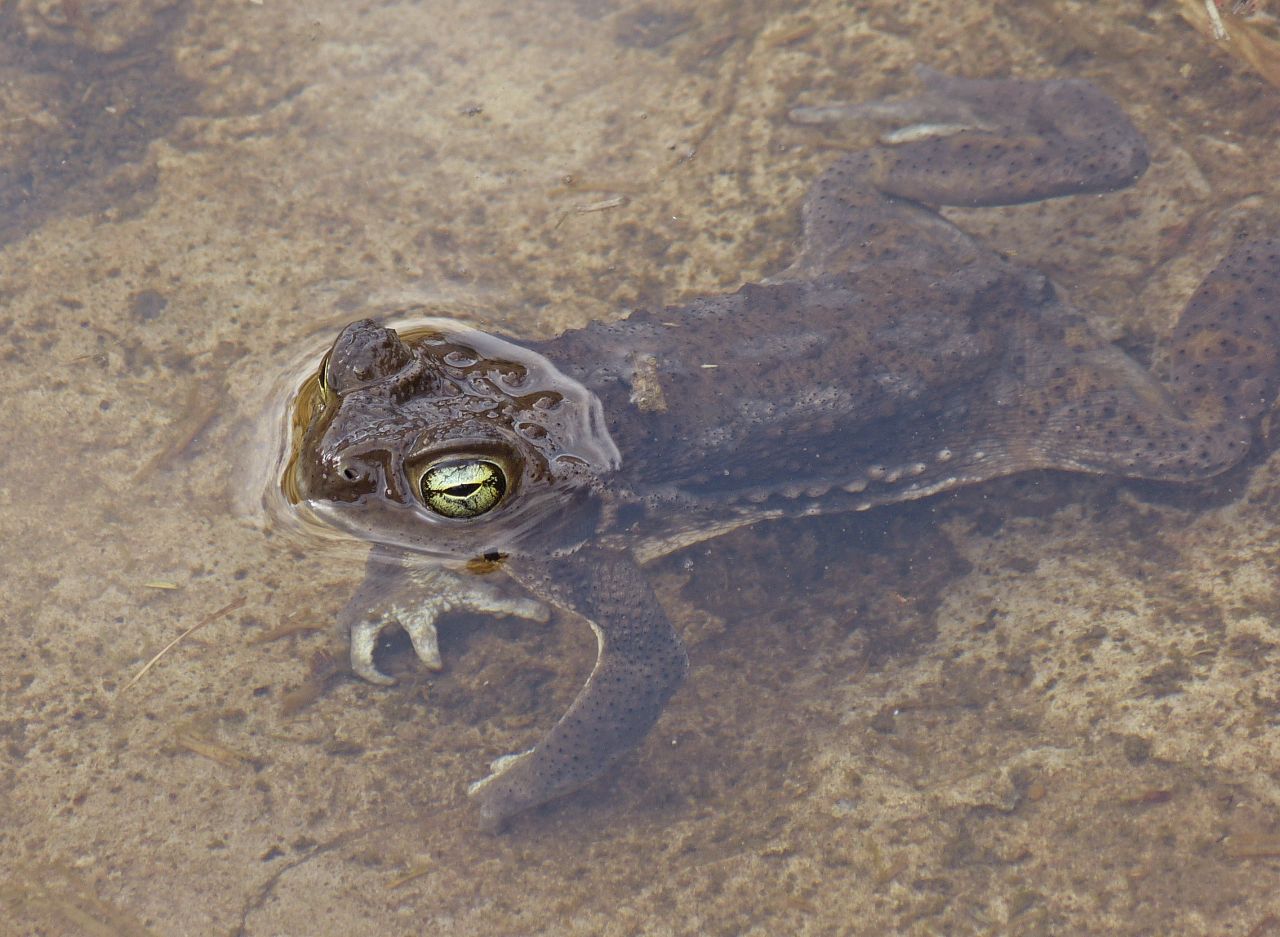 Photo Sapo Común