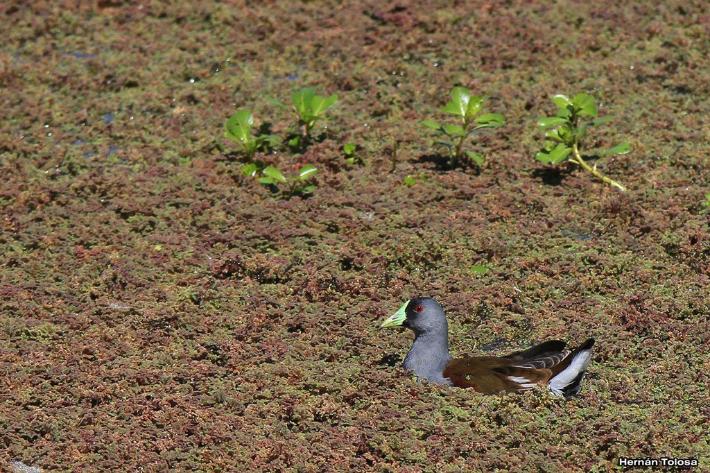 Foto Pollona Pintada