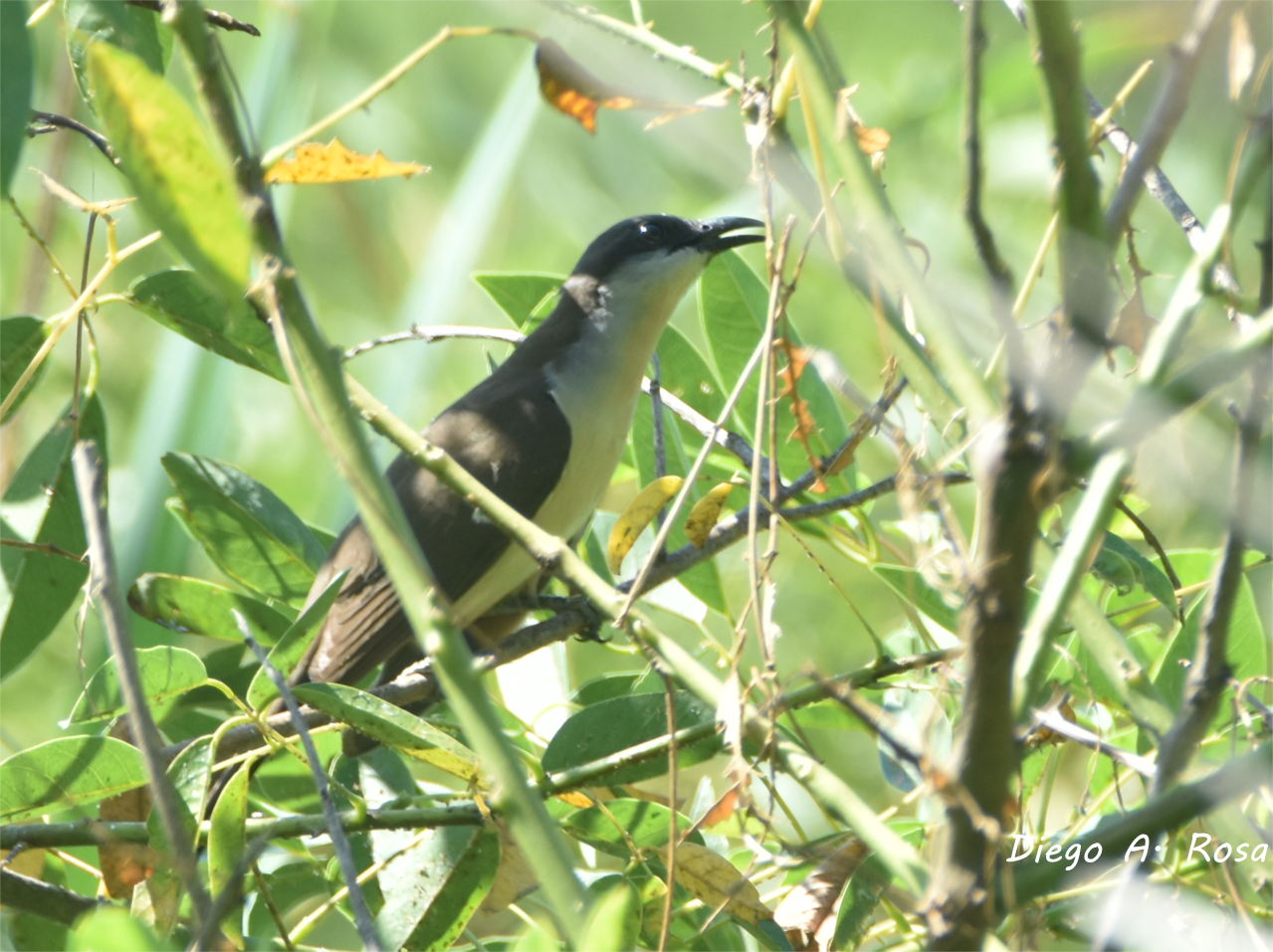 Photo Cuclillo Canela
