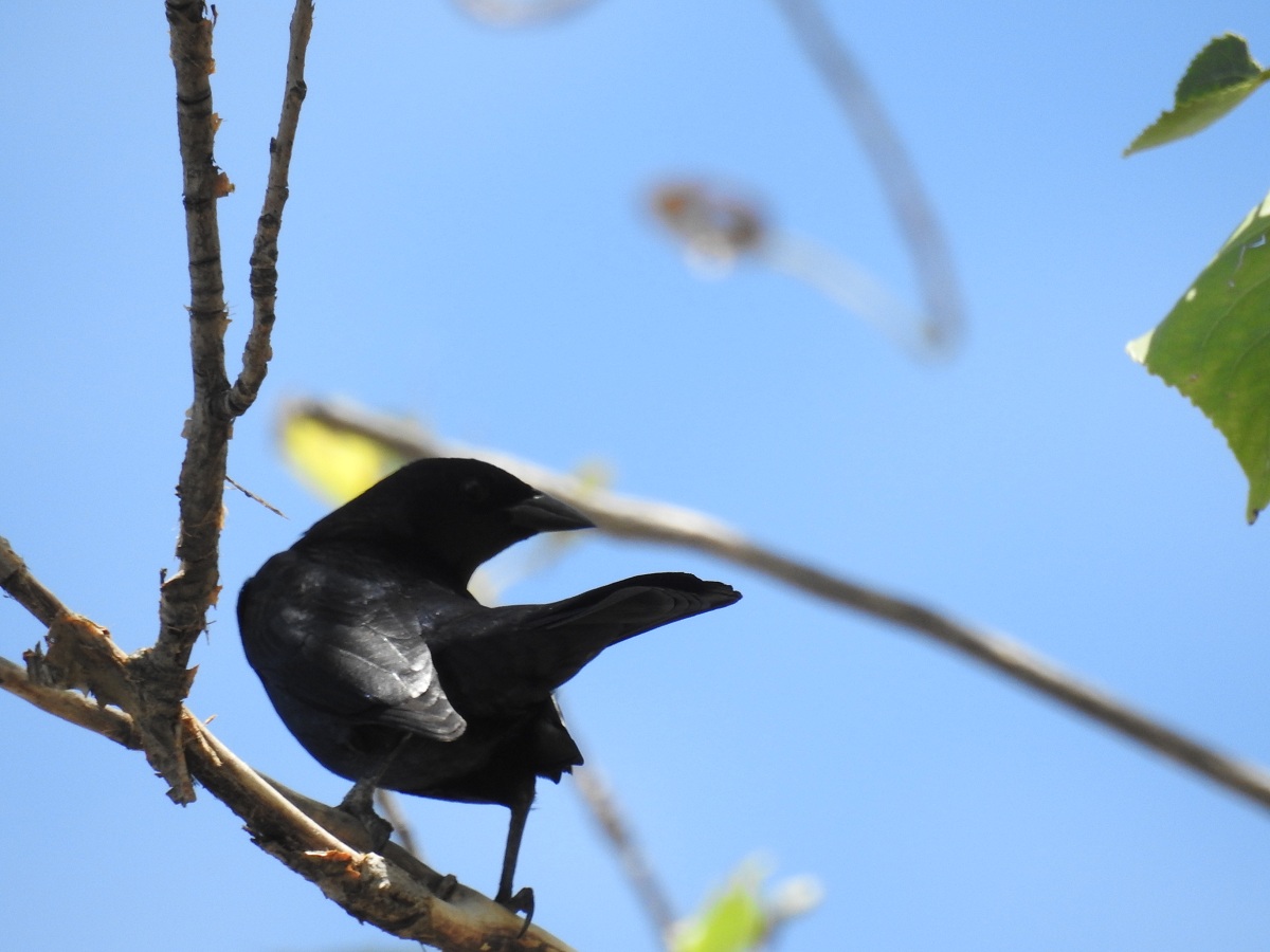 Foto Tordo Renegrido