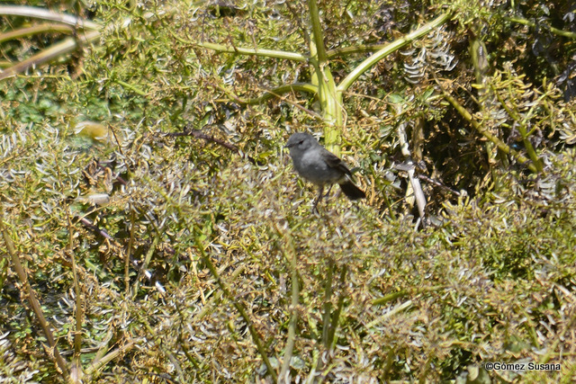 Photo Piojito Gris