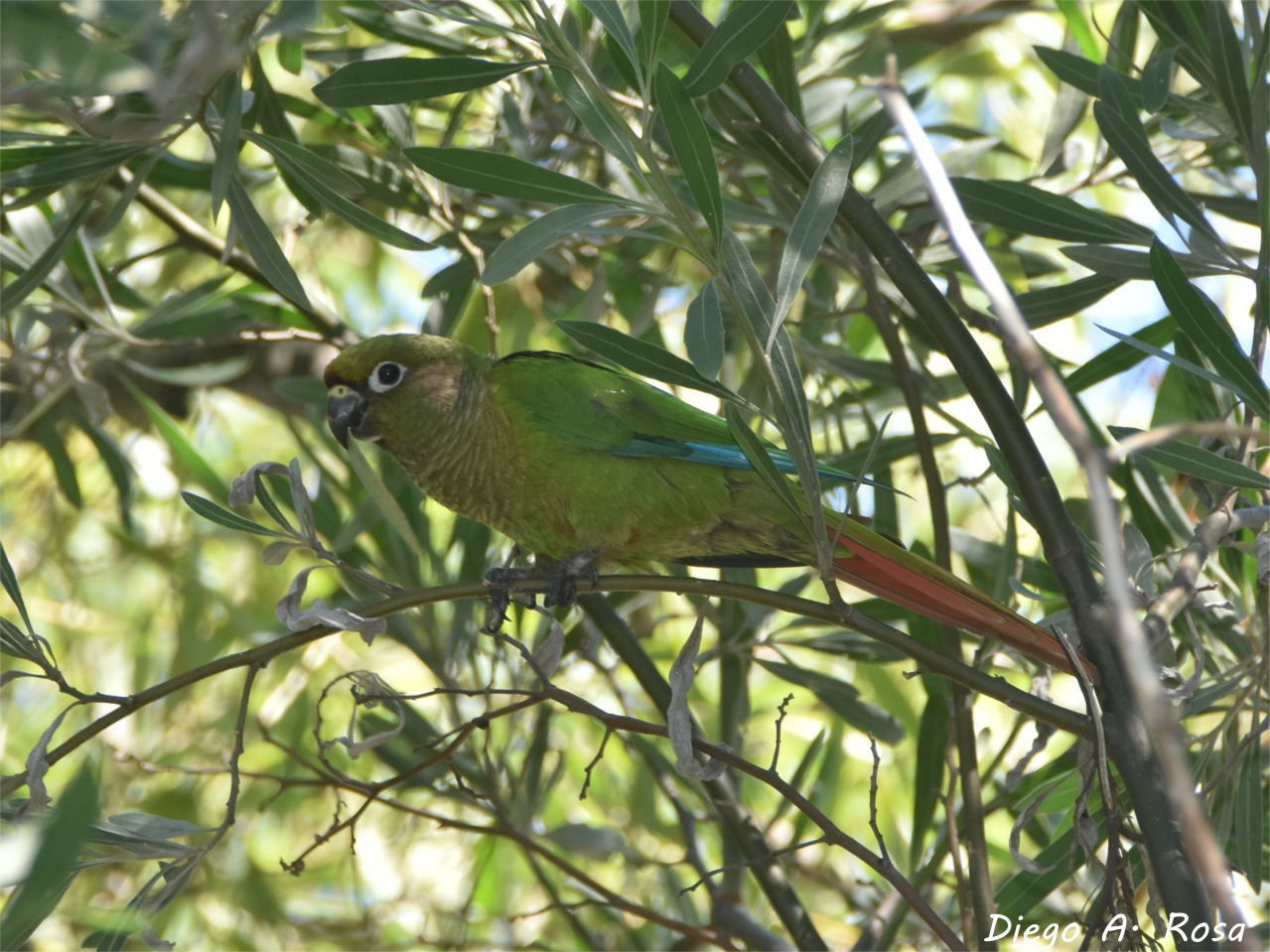 Photo Chiripepé Cabeza Verde
