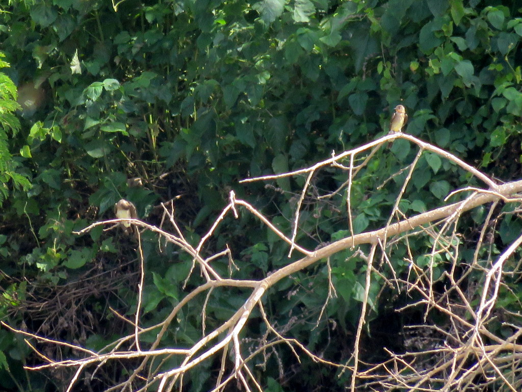 Foto Golondrina Ribereña