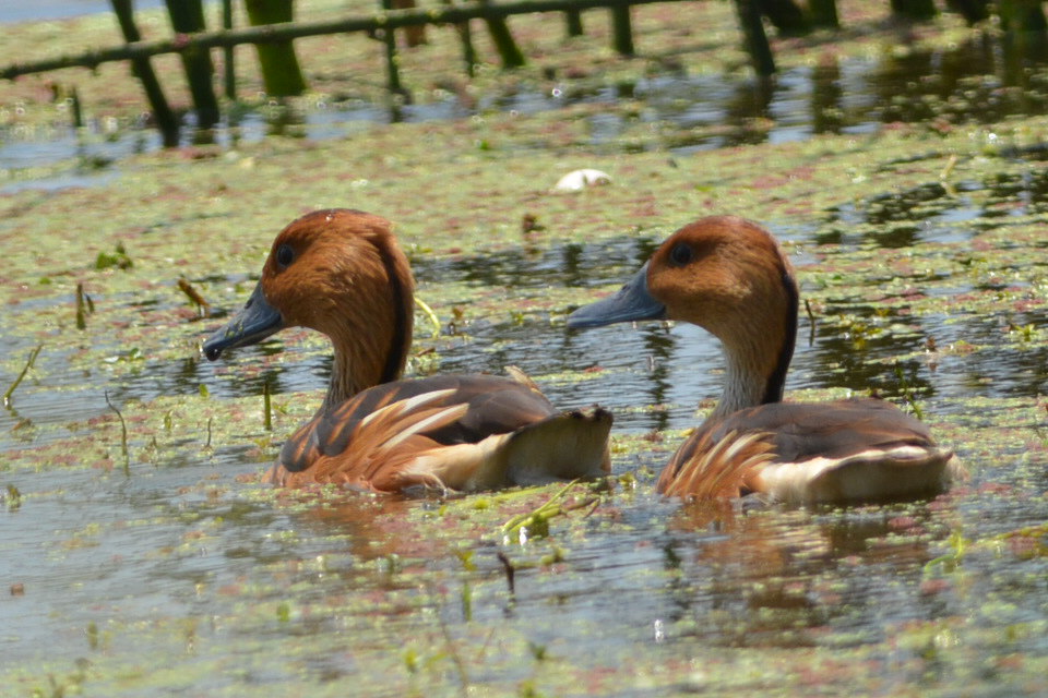 Foto Sirirí Colorado