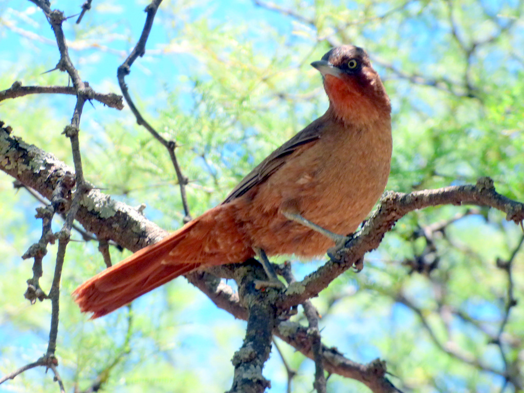 Foto Cacholote Castaño