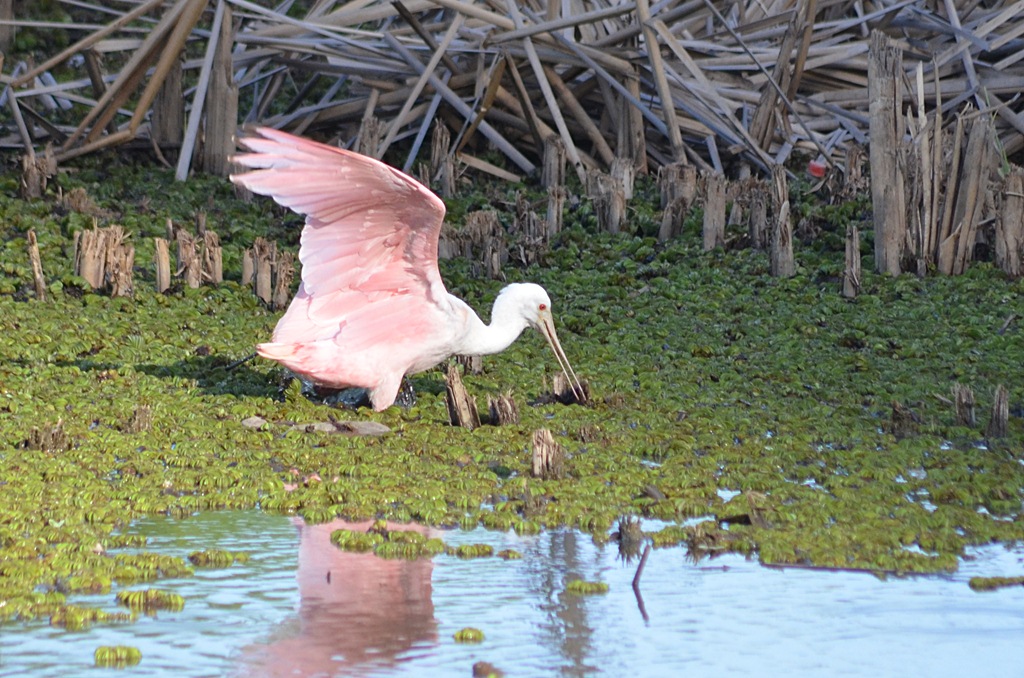 Photo Espátula Rosada