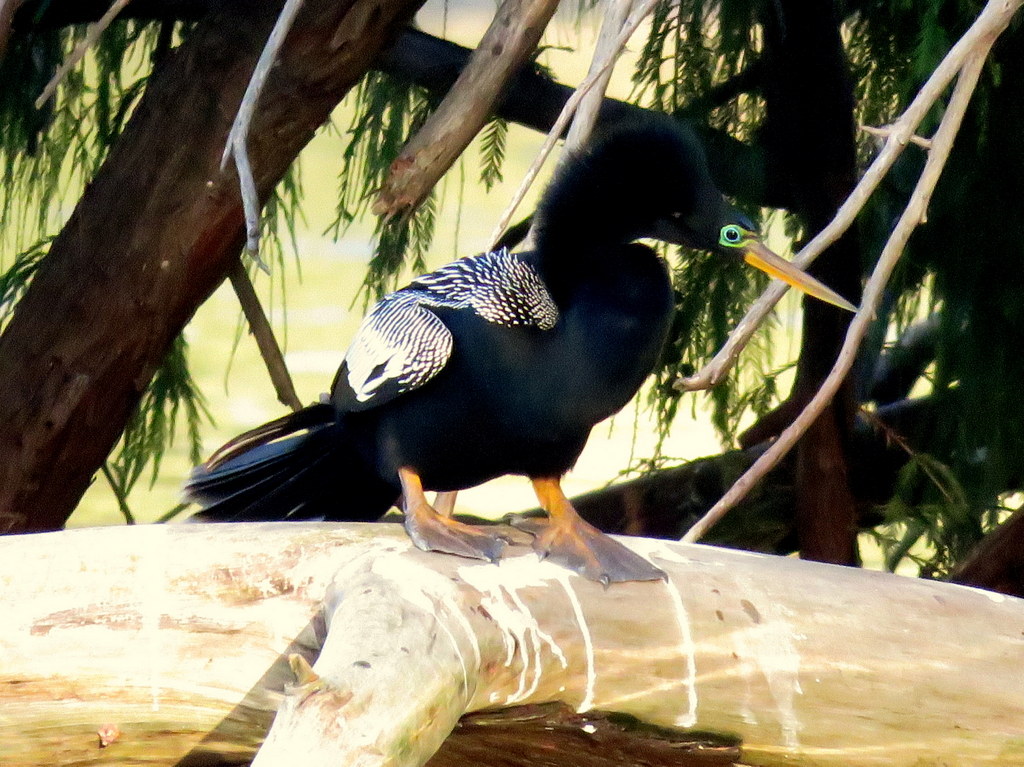 Aninga (Anhinga anhinga) - EcoRegistros