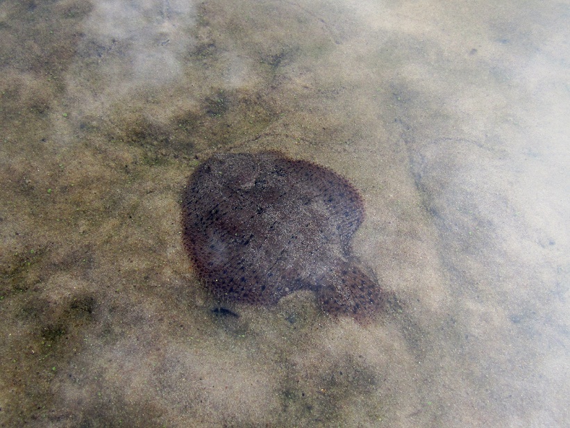 Foto Lenguado de Río