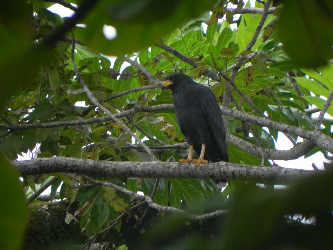Foto Gavilán Cangrejero