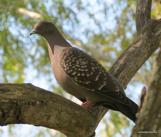 Foto Paloma Manchada