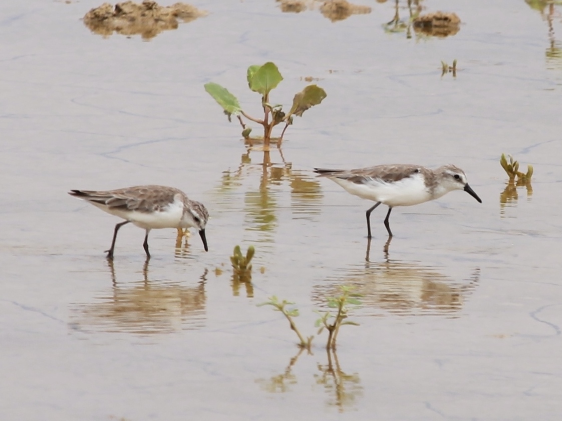 Foto Playerito Enano